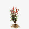 Berberys Thunberga Atropurpurea