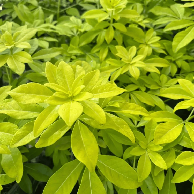Choisya ternata Sundance - czoisja