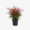 Nandina domowa