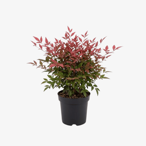 Nandina domowa