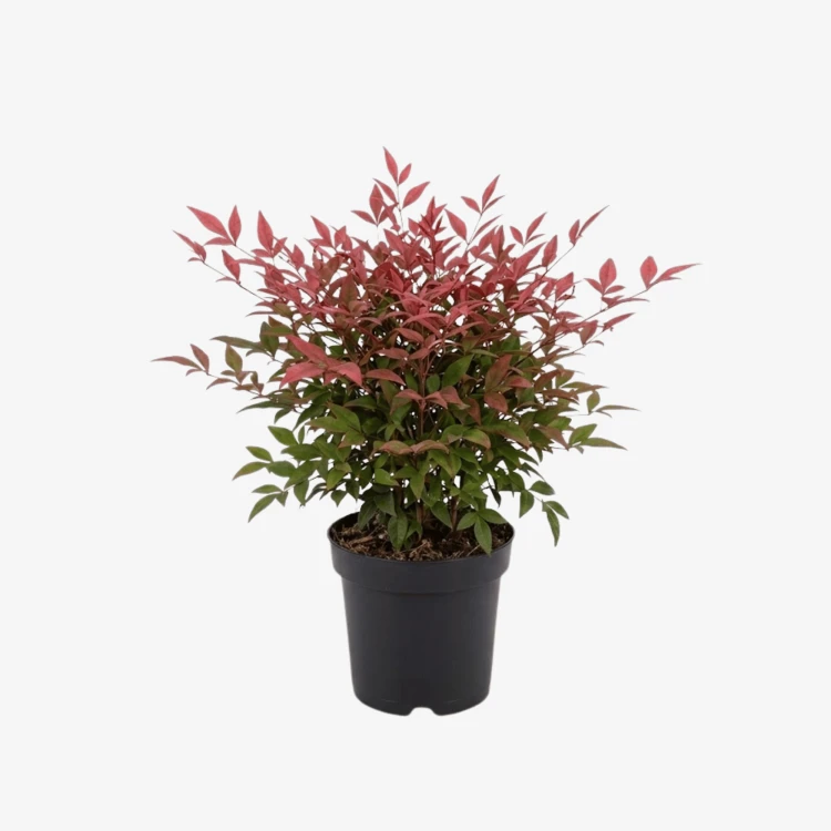 Nandina domowa