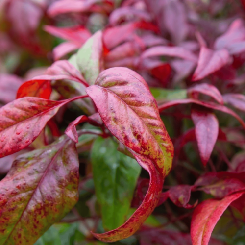 Nandina domowa