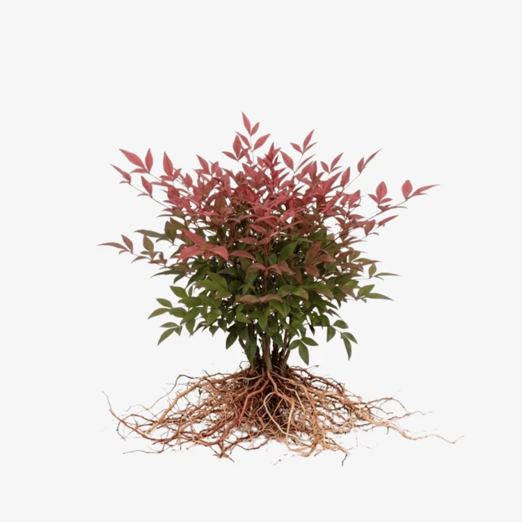 Nandina domowa