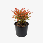 Nandina domowa Firepower