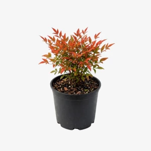 Nandina domowa Firepower