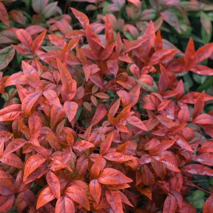 Nandina domowa Firepower