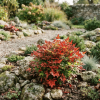 Nandina domowa Firepower