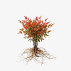 Nandina domowa Firepower