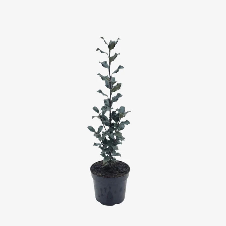 Ostrokrzew Meservy Blue Prince