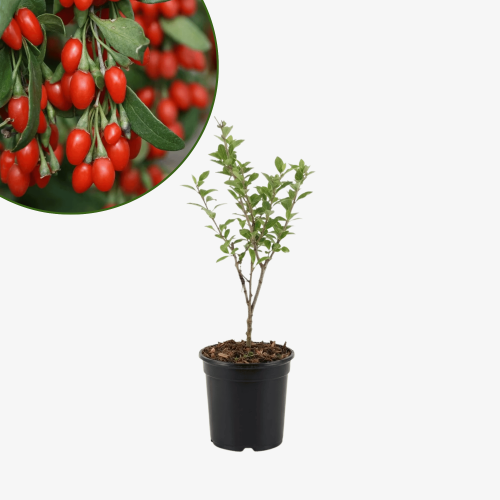 Jagoda goji Korean Big