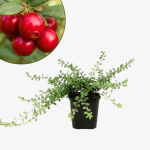 Żurawina wielkoowocowa Willapa Red