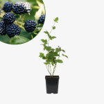 Jeżyna bezkolcowa Black Satin
