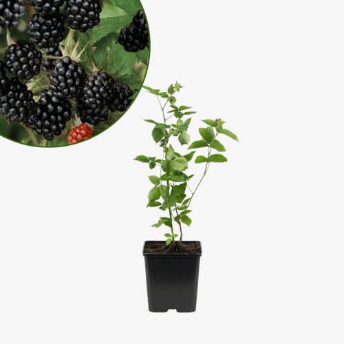 Jeżyna bezkolcowa Thornfree