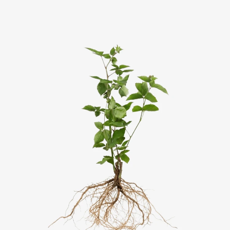 Jeżyna bezkolcowa Thornfree