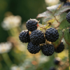 Malina czarna Black Jewel