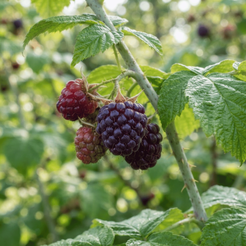 Malina purpurowa Glen Coe
