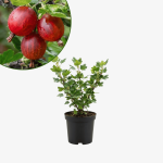 Agrest czerwony Hinnonmaki Rot