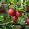Agrest czerwony Hinnonmaki Rot