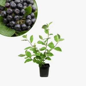 Aronia czarnoowocowa Galicjanka