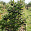 Aronia czarnoowocowa Galicjanka