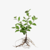 Aronia czarnoowocowa Galicjanka