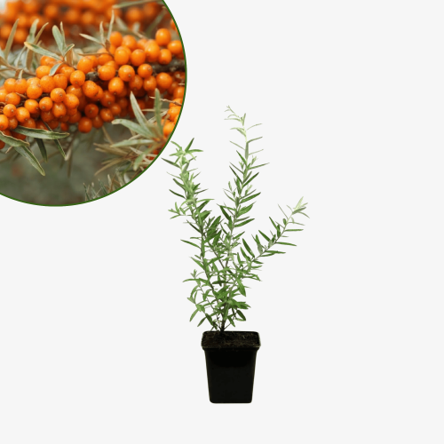 Rokitnik Friesdorfer Orange - samopylny