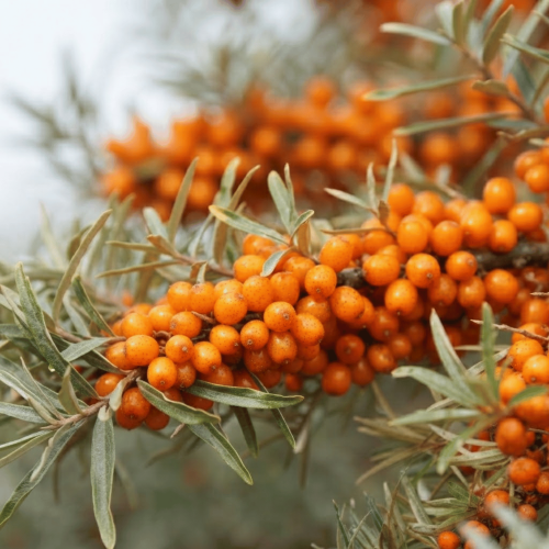 Rokitnik Friesdorfer Orange - samopylny