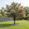 Rokitnik Friesdorfer Orange - samopylny