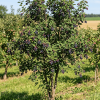 Świdośliwa Honeywood