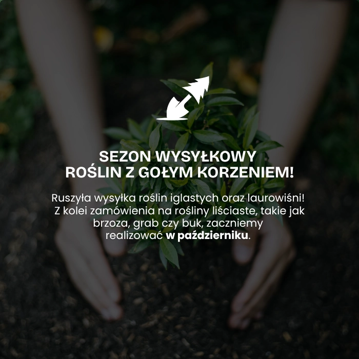 Sezon na sadzonki - wrzesień i październik
