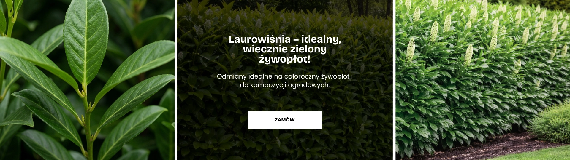 Laurowiśnia
