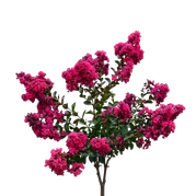Lagerstroemia - bez indyjski