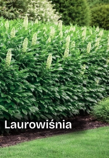 Laurowiśnia