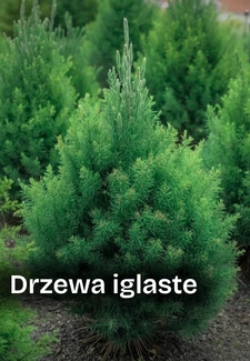 Drzewa iglaste