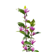 Magnolie