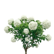 Hortensje