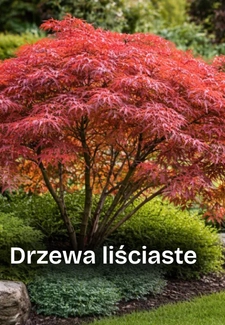 Drzewa liściaste