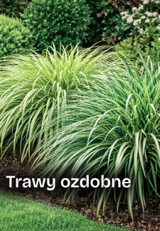 Trawy ozdobne