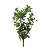 Ostrokrzewy Ilex