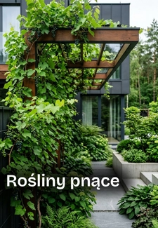 Rośliny pnące