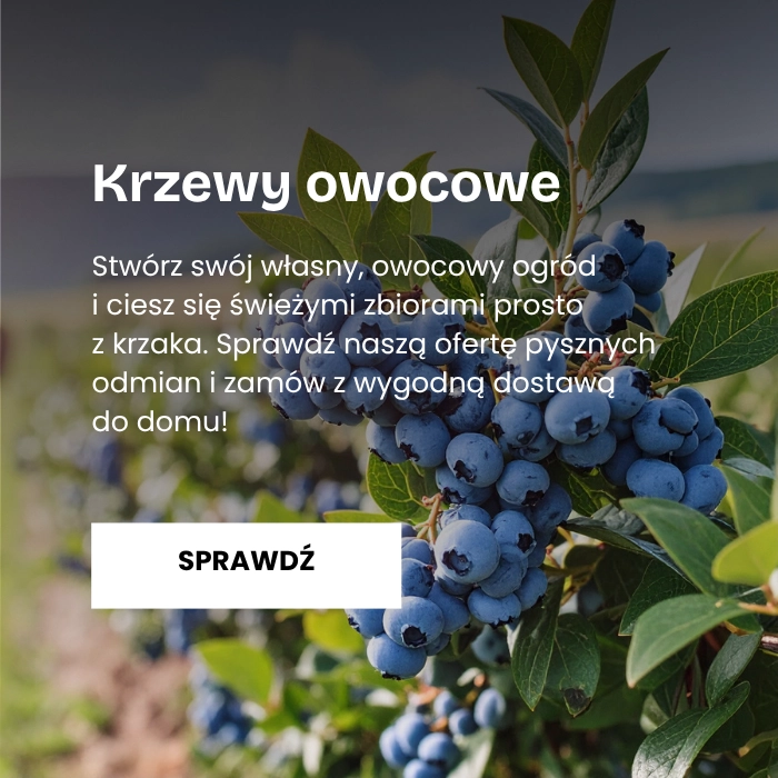 Krzewy owocowe