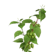 Mini kiwi - aktinidia