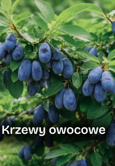 Krzewy owocowe