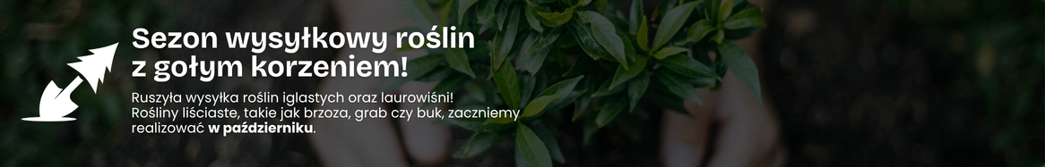 Sezon na sadzonki - wrzesień i październik