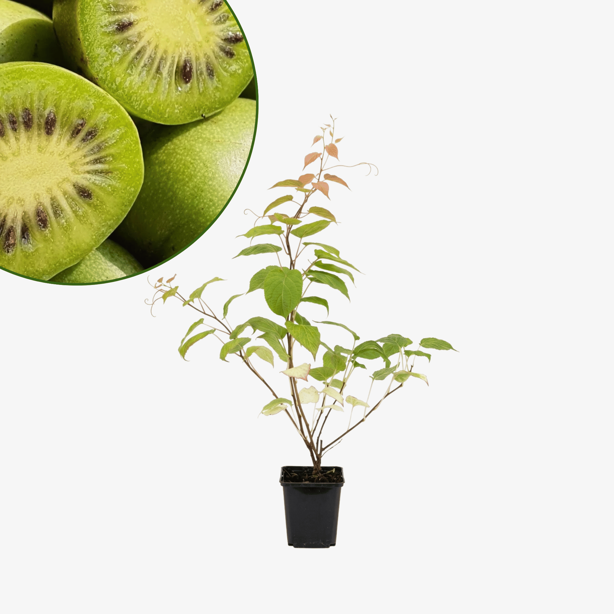 Aktinidia pstrolistna Dr Szymanowski