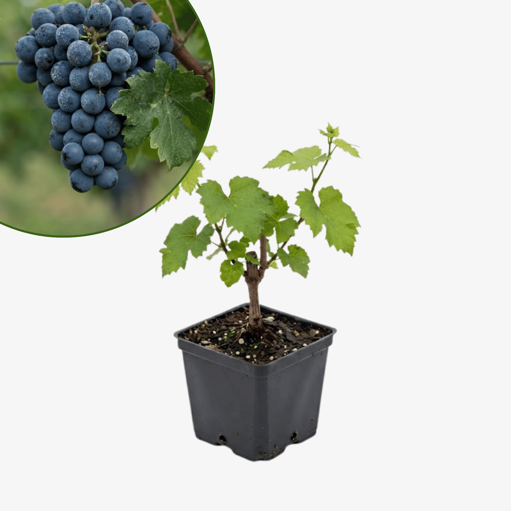 Winorośl Cabernet Cantor