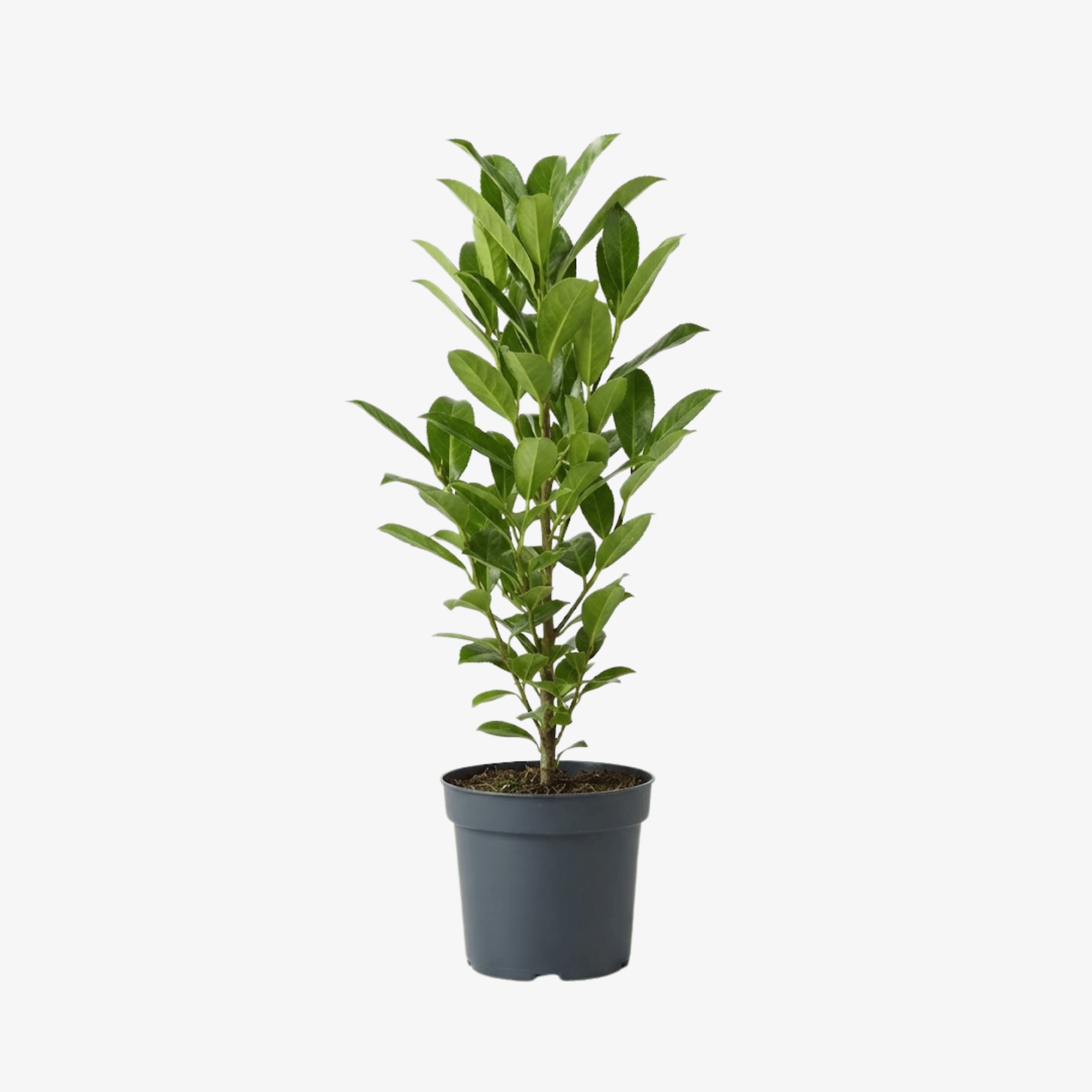 Laurowiśnia wschodnia Caucasica