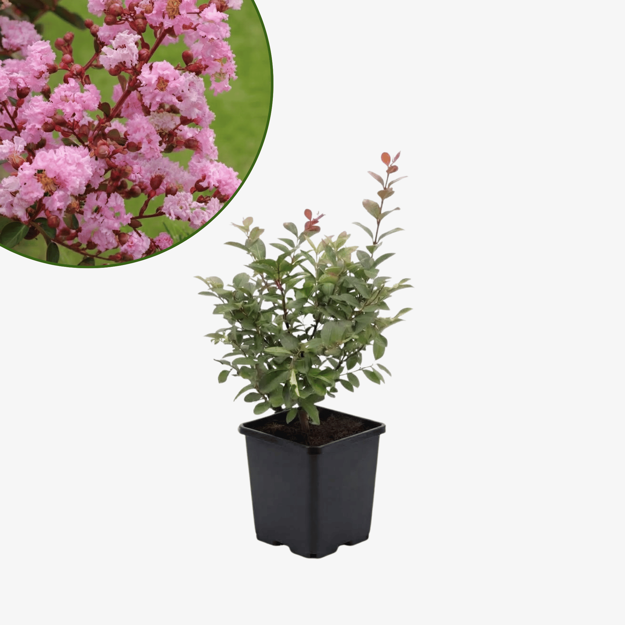 Lagerstroemia Berlingot Menthe - bez indyjski