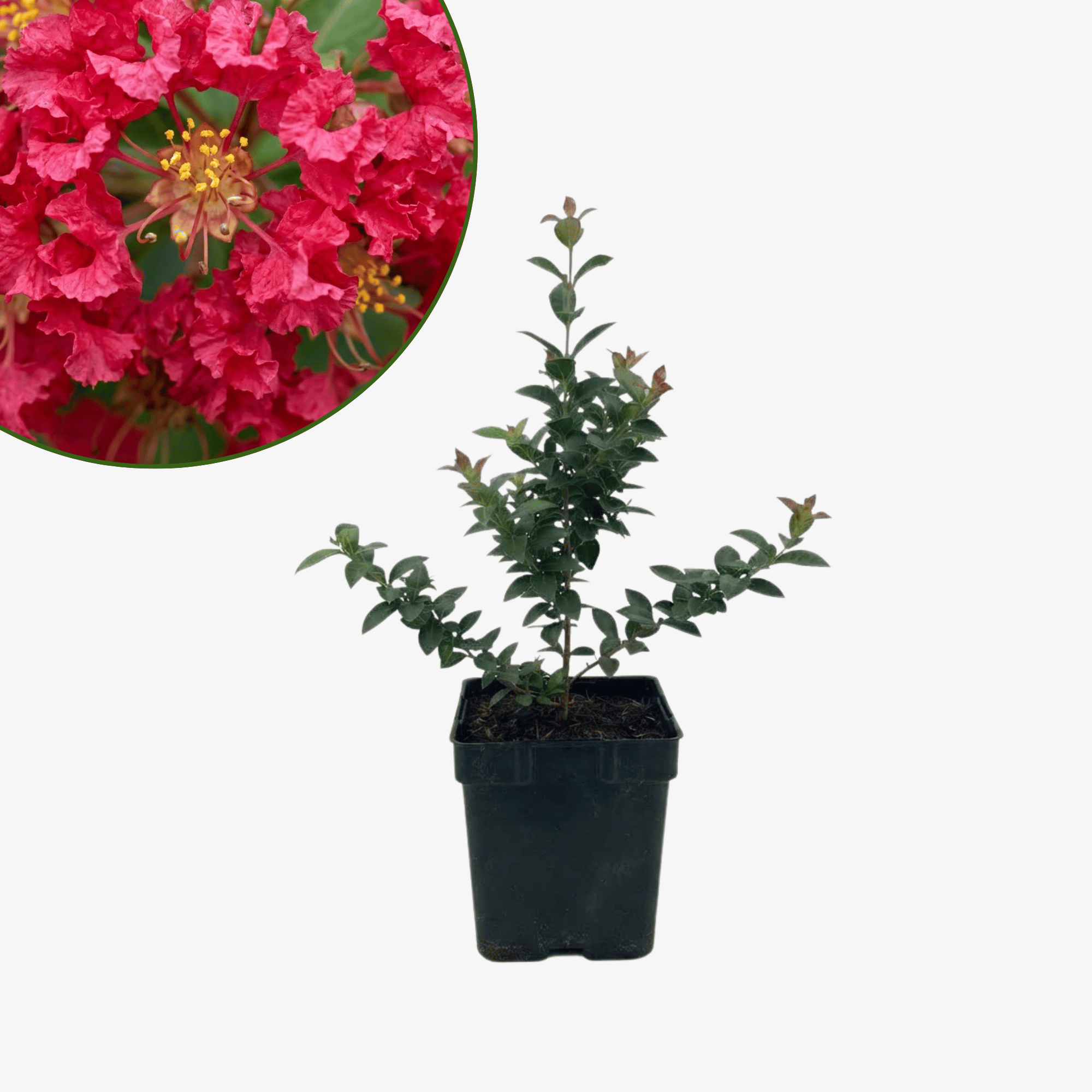 Lagerstroemia Rubra Magnifica - bez indyjski