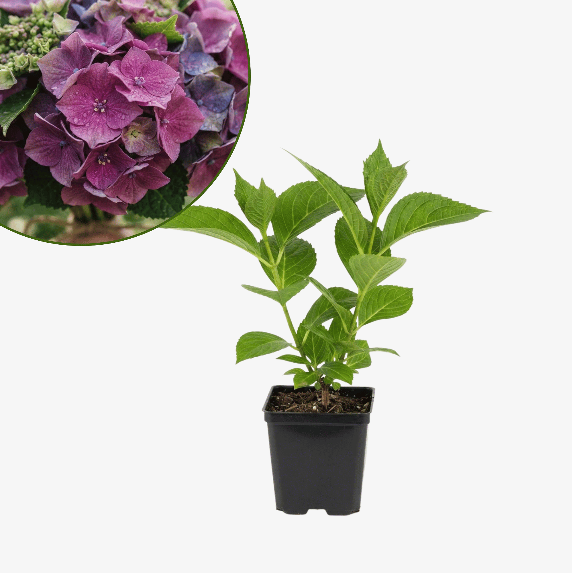Hortensja ogrodowa Bouquet Rose